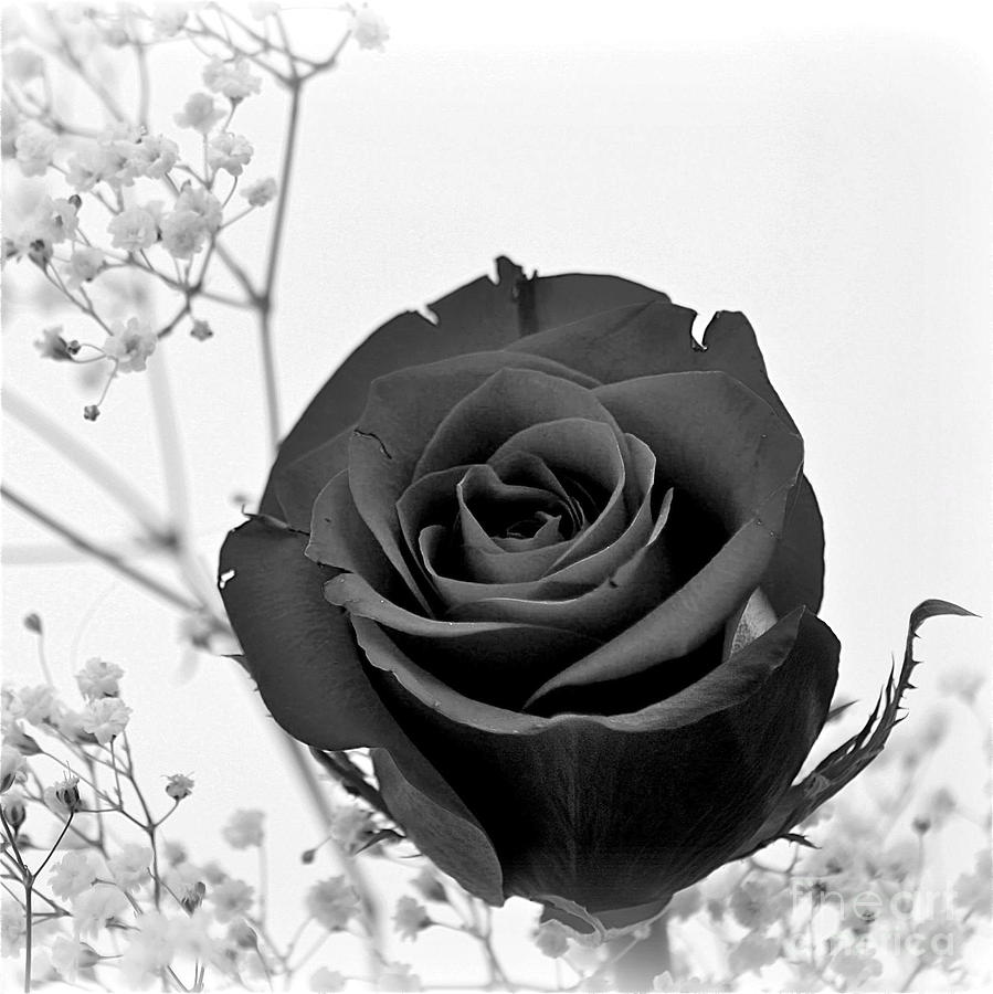 899x900 Dark Rose Sq Photograph - Black Rose Drawing