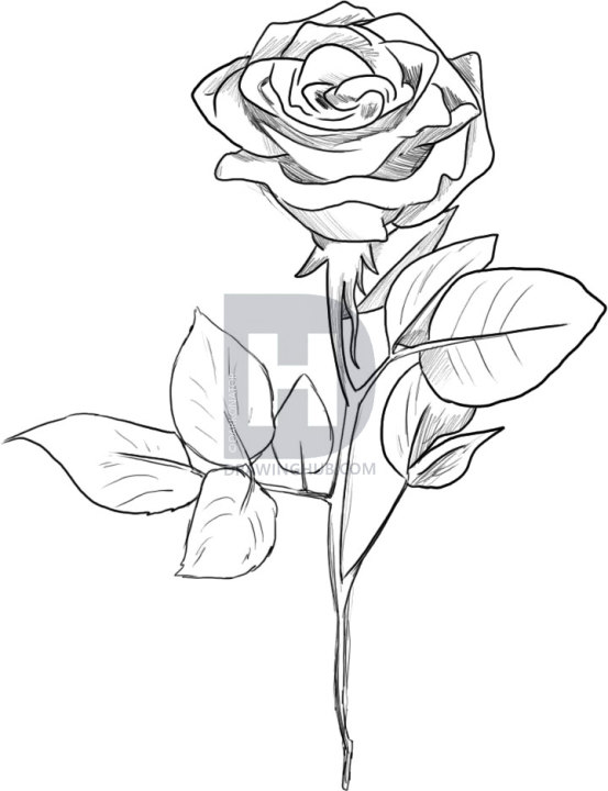 553x720 How To Draw A Black Rose, Step - Black Rose Drawing