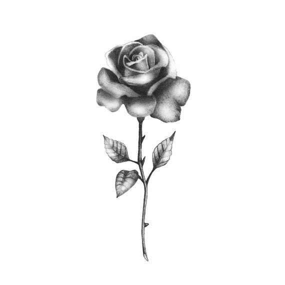 570x570 Realistic Black Rose Temporary Tattoo Rose Temporary Etsy - Black Rose Drawing