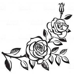 300x300 Black Branch Of Roses Drawing On White Background Gm Soidergi - Black Rose Drawing