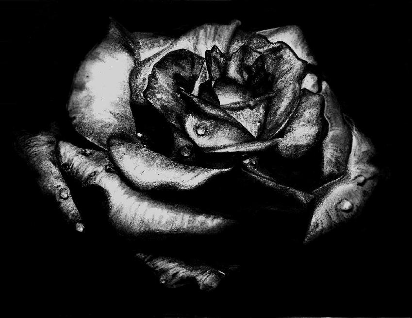 849x654 Black Rose Dragon Wallpaper - Black Rose Drawing
