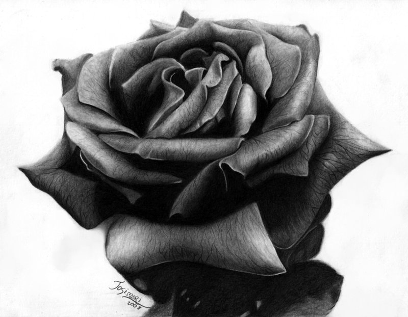 800x622 Black Rose Drawing Art Drawing Skill - Black Rose Drawing