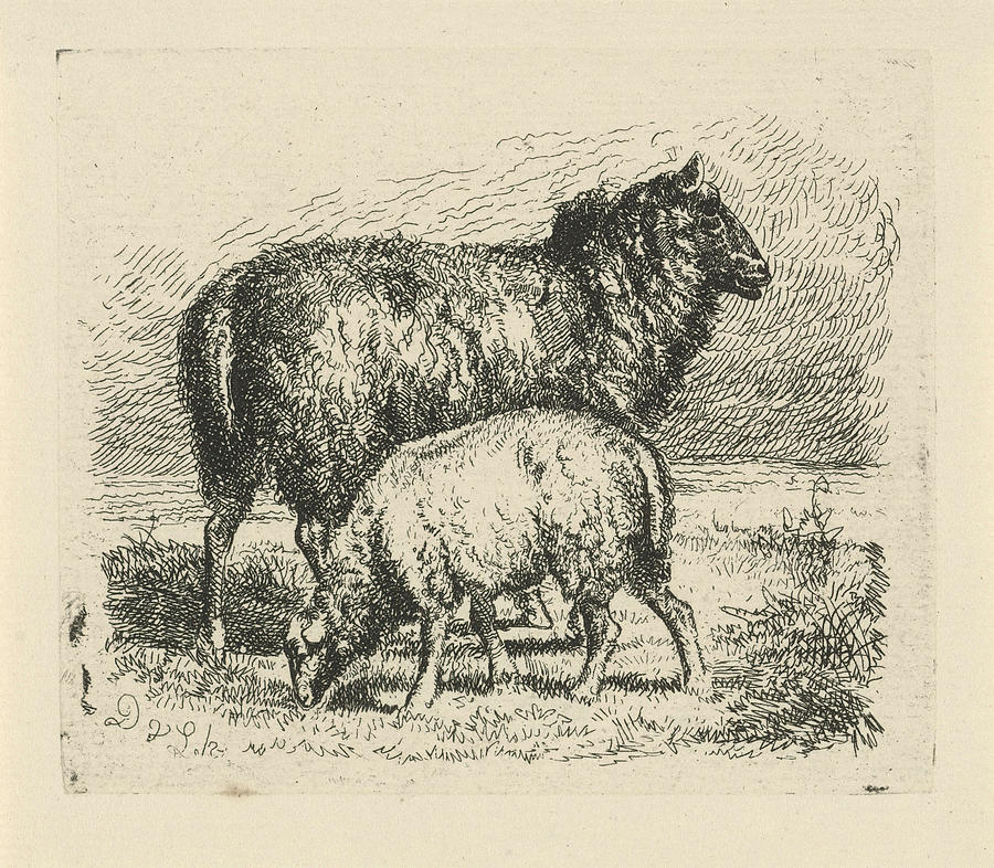 900x786 Black Sheep With Lamb, Dirk Van Lokhorst Drawing - Black Sheep Drawing