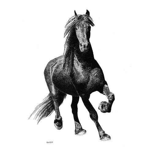 500x500 black stallion friesian horses and other favorite horses - Black Stallion Drawing