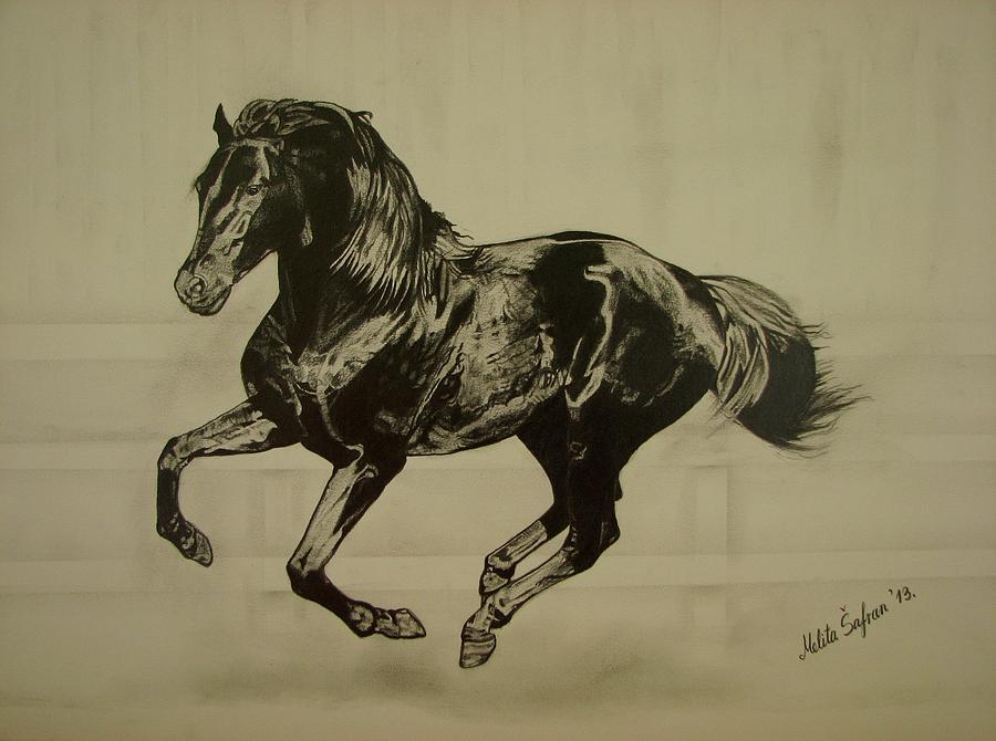 900x670 black stallion drawing - Black Stallion Drawing