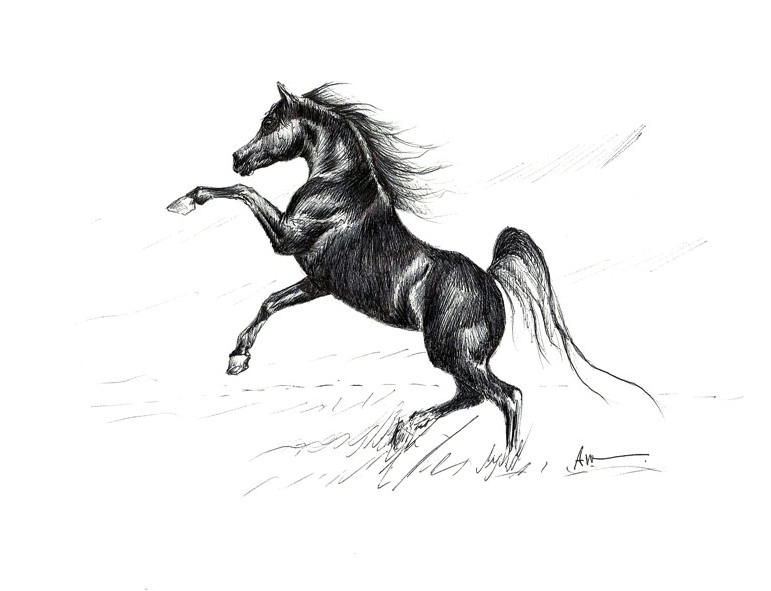 771x591 black stallion in pen - Black Stallion Drawing