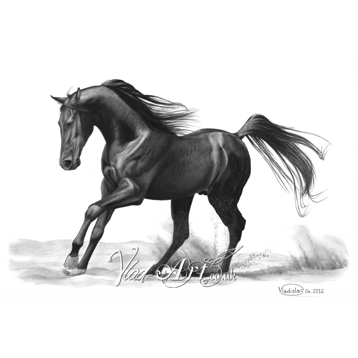 1200x1200 black stallion pencil drawing - Black Stallion Drawing