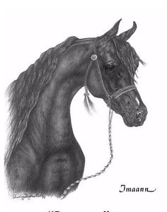 236x300 Equine Art, Limited Edition, Arabian Horses, Horse, Baby, Pencil - Black Stallion Drawing