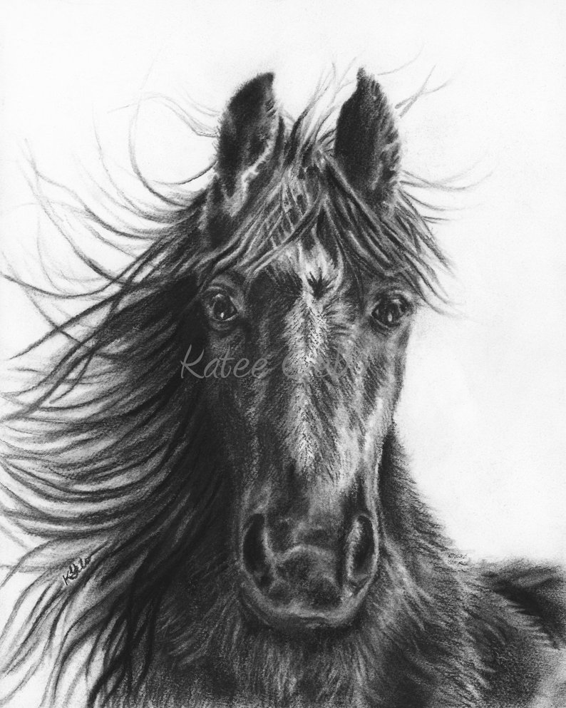 Black Stallion Drawing at PaintingValley.com | Explore collection of ...