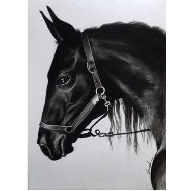 375x375 Horse Drawing - Black Stallion Drawing