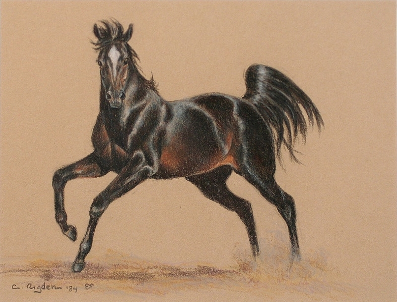 Black Stallion Drawing At Explore Collection Of