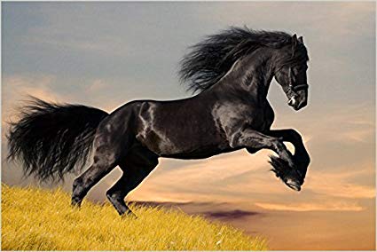 425x284 beautiful black stallion collectors horse poster sleek - Black Stallion Drawing