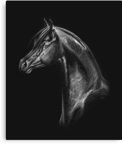 466x550 Arabian Horse Head Drawing Canvas Print - Black Stallion Drawing