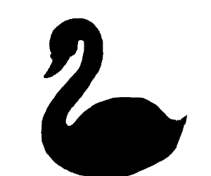 300x250 Black Swan Drawing - Black Swan Drawing