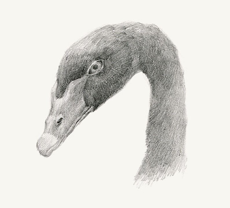 794x717 Face Of Black Swan Pencil Drawing Print Etsy - Black Swan Drawing