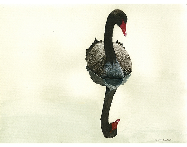 600x471 Black Swan Drawing - Black Swan Drawing