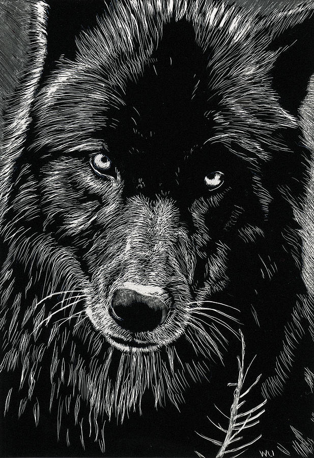 617x900 Black Wolf Drawing - Black Wolf Drawing