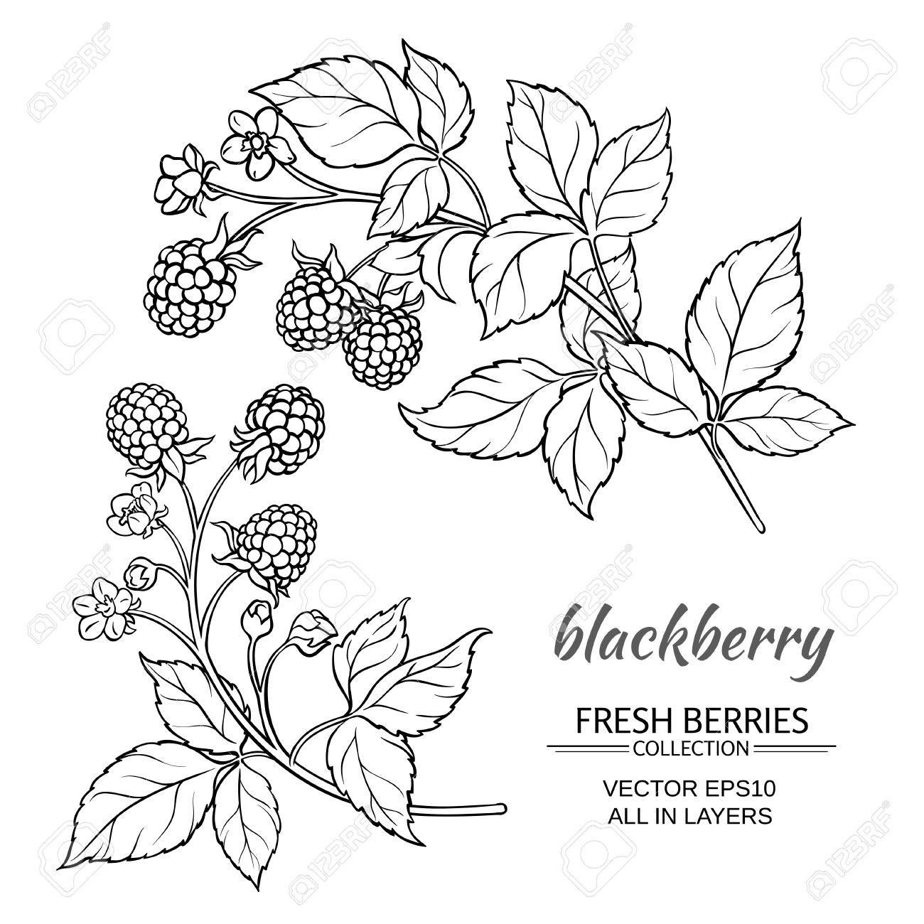 Blackberry Drawing