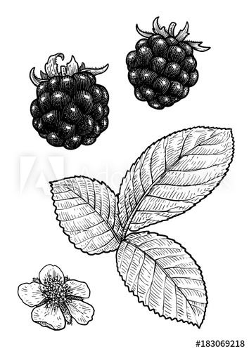 354x500 blackberry illustration, drawing, engraving, ink, line art, vector - Blackberry Drawing