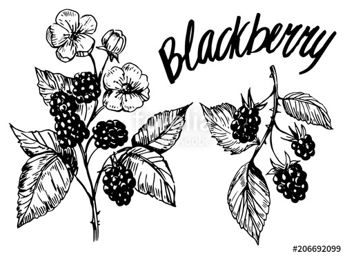 500x372 blackberry sketch stock image and royalty free vector - Blackberry Drawing
