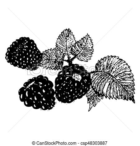450x470 blackberry sketch ink blackberries, raspberries hand drawn vector - Blackberry Drawing
