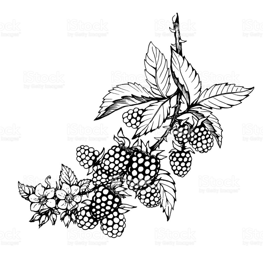1024x1024 graphic of branch with blackberry fruit, flowers and leaves - Blackberry Drawing
