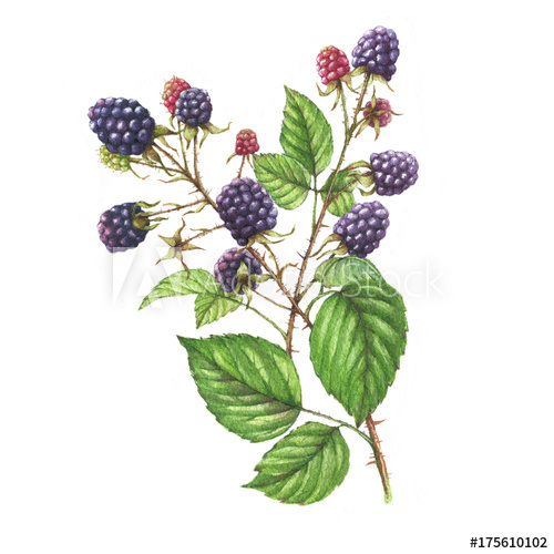 500x500 Hand Drawn Watercolor Illustration With Natural Motives - Blackberry Drawing