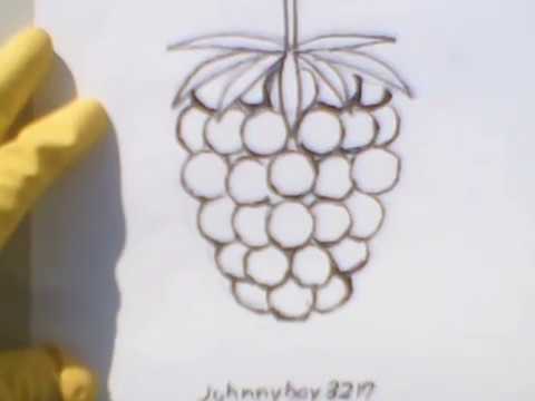 480x360 how to draw a blackberry or raspberry step - Blackberry Drawing