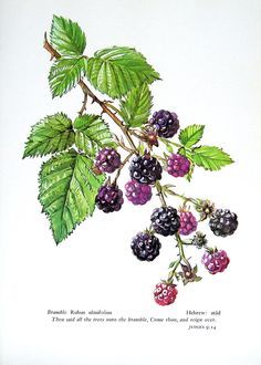 236x330 huge collection of 'blackberry plant drawing' download more than - Blackberry Drawing