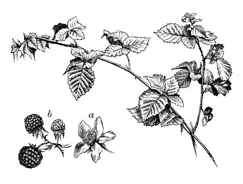 476x361 image result for pen and ink blackberry drawings aeon flux - Blackberry Drawing