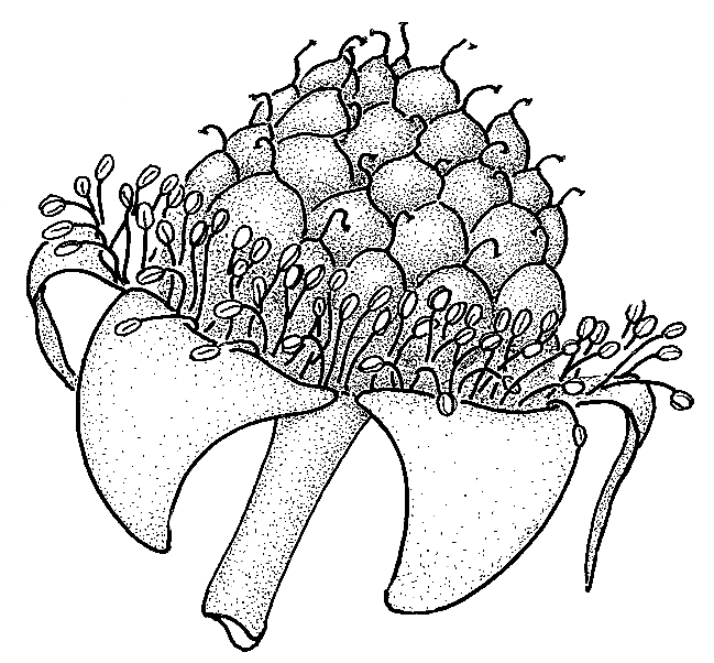 649x602 immature blackberry drawings of fruit formation in plants - Blackberry Drawing