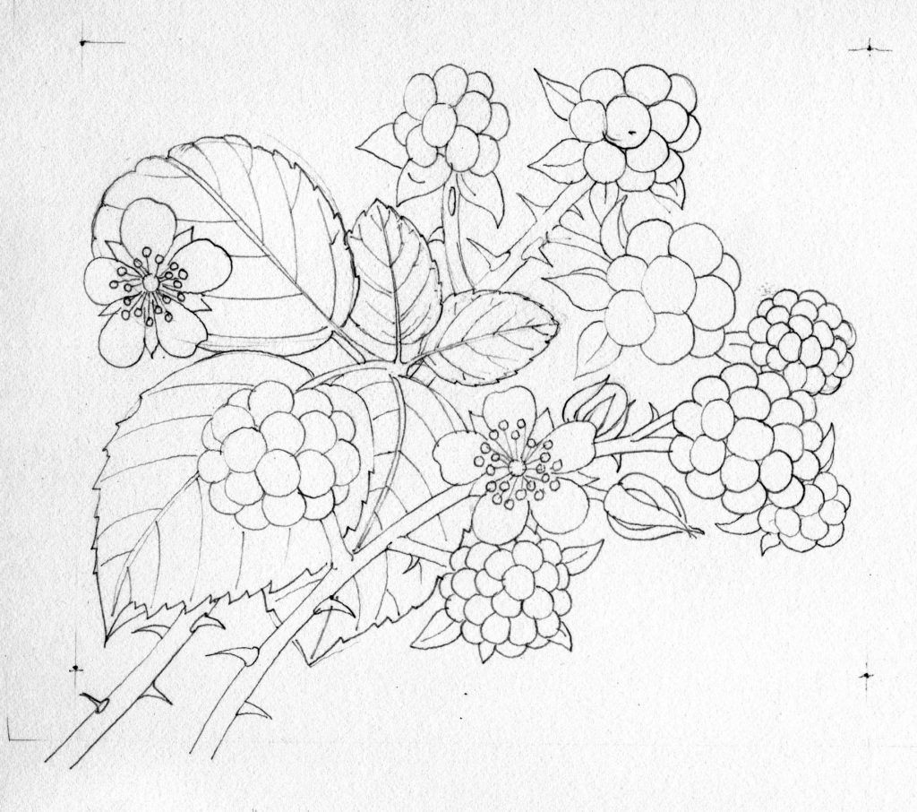 1024x906 Step - Blackberry Drawing