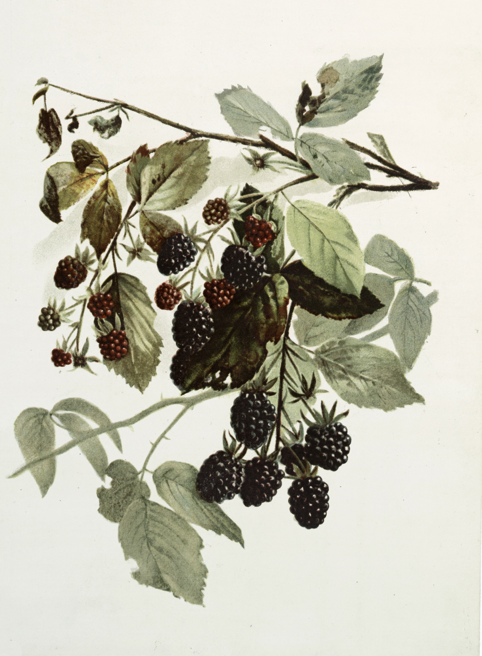 1664x2263 Vintage Botanical Drawing Of Blackberries On Vine Graphic! - Blackberry Drawing