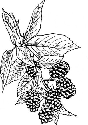 302x425 digital drawing of blackberry plants blackberries clip art - Blackberry Drawing