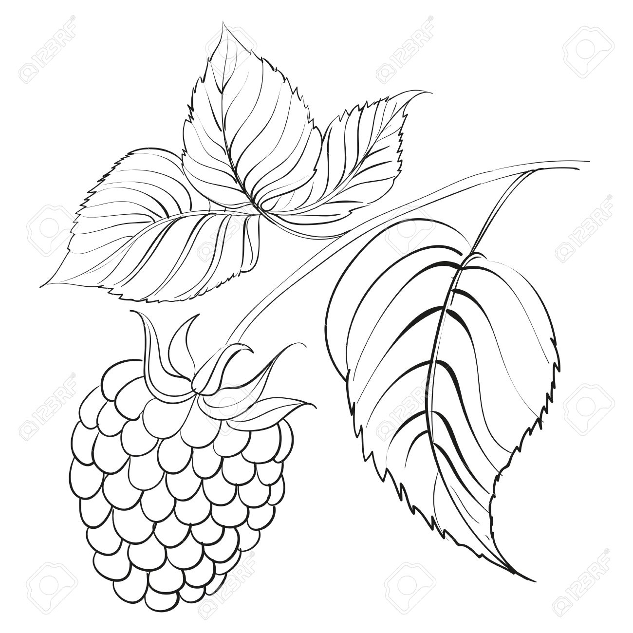1300x1300 blackberry drawing single fruit for free download - Blackberry Drawing