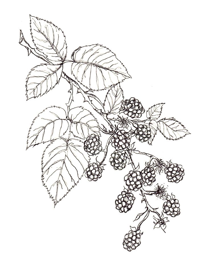 709x907 Blackberries - Blackberry Drawing