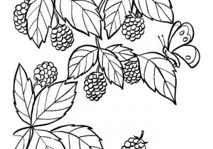 300x210 blackberry bush drawing handdrawn watercolor illustration natural - Blackberry Drawing