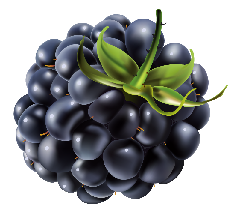 792x707 Blackberrry Drawing Png Image - Blackberry Fruit Drawing