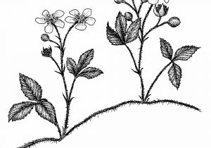 300x210 blackberry bush drawing vintage paper - Blackberry Fruit Drawing