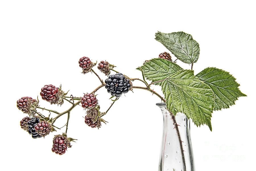 900x600 blackberry fruits photograph - Blackberry Fruit Drawing