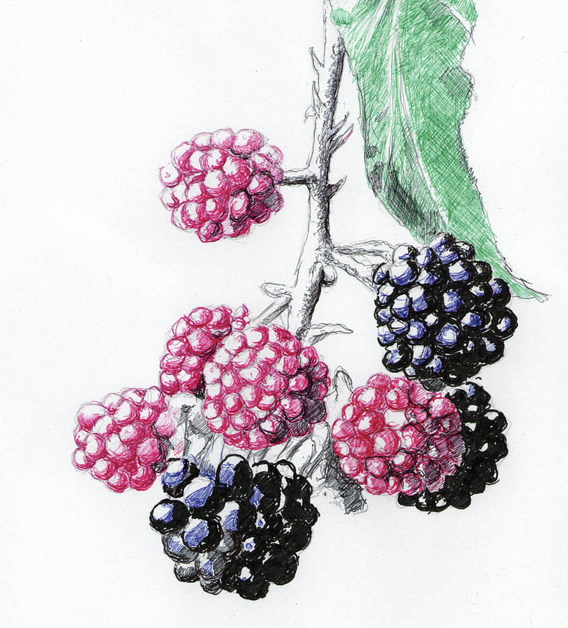 Blackberry Fruit Drawing at Explore collection of