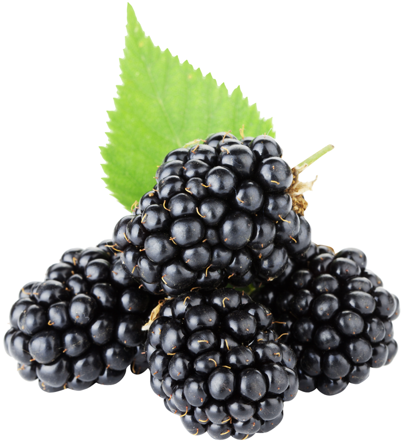 800x880 berries drawing blackberry fruit huge freebie! download - Blackberry Fruit Drawing