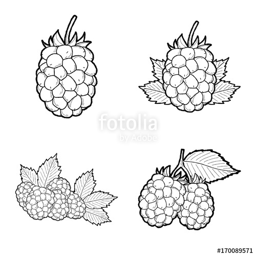 500x500 blackberry vector illustration hand drawn fruit cartoon art stock - Blackberry Fruit Drawing