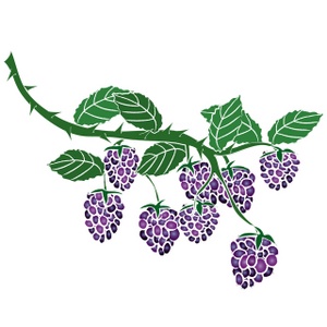 300x300 blackberry bush clipart - Blackberry Fruit Drawing