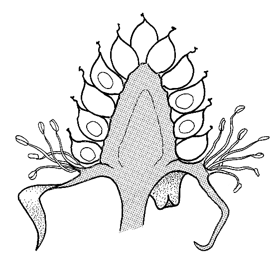 558x533 blackberry flower after fertilisation drawings of fruit formation - Blackberry Fruit Drawing