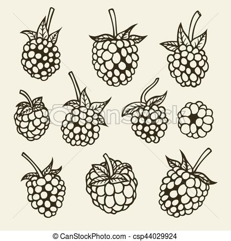 450x470 blackberry hand drawn sketch vector illustration image - Blackberry Fruit Drawing