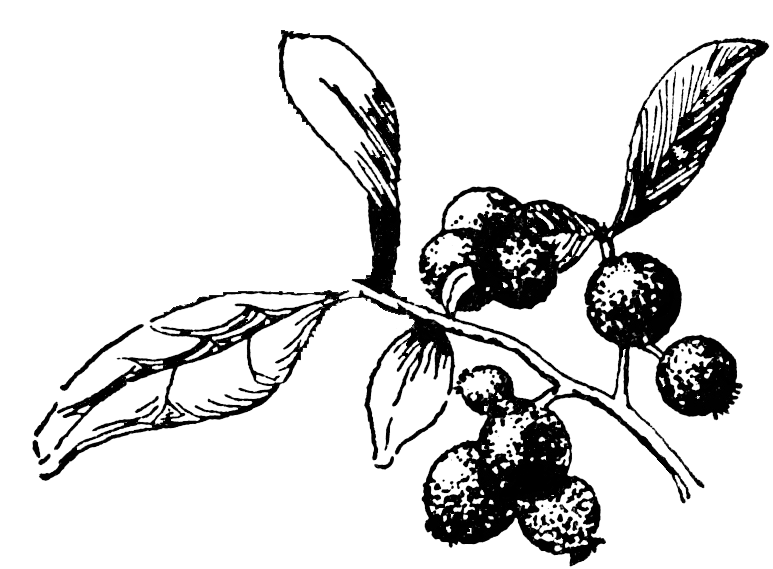 773x569 blackberry drawing easy huge freebie! download for powerpoint - Blackberry Fruit Drawing