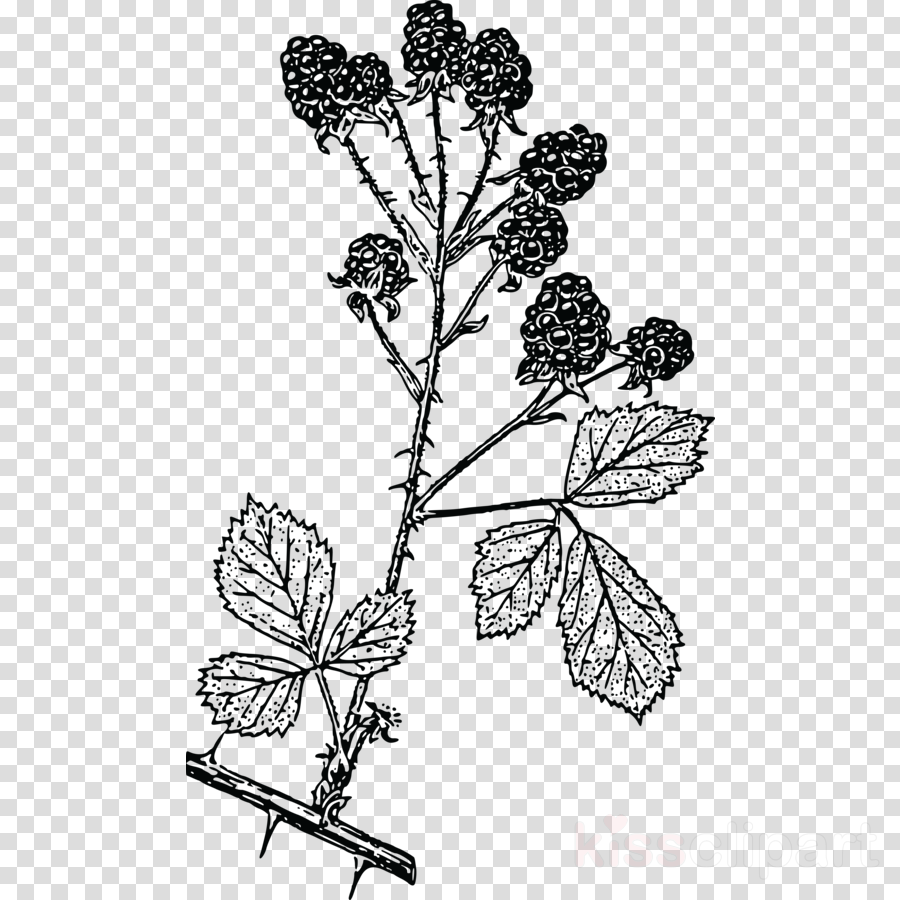 900x900 Drawing, Fruit, Plant, Transparent Png Image Clipart Free Download - Blackberry Fruit Drawing