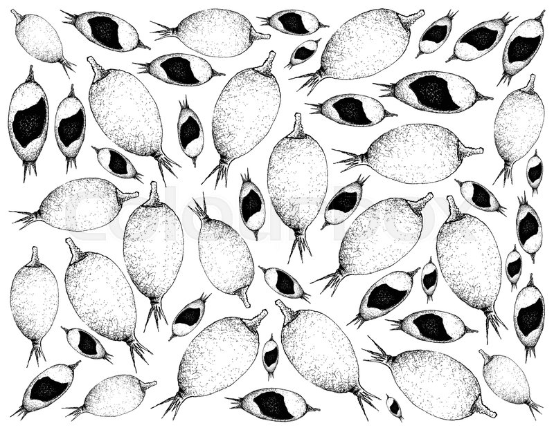 800x622 hand drawn background of blackberry jam fruits - Blackberry Fruit Drawing