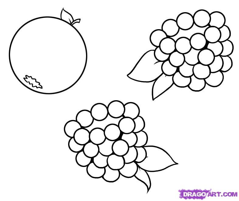 786x662 how to draw berries, step - Blackberry Fruit Drawing